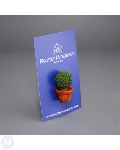 Small Box Plant in Pot