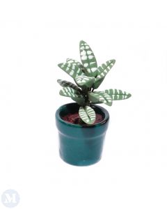 D4131 - Calathea House Plant