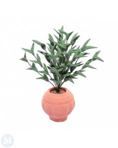 D4161 - Potted Ficus