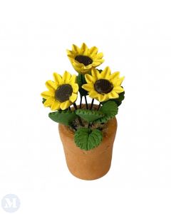 D4202 - Yellow Flowers in a Terracotta Pot