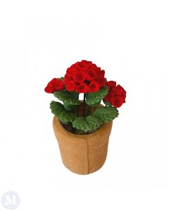 D4209 - Geraniums in a Terracotta Pot