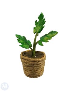 Plant In Rope Pot (D7013)