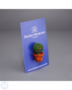 Small Box Plant in Pot