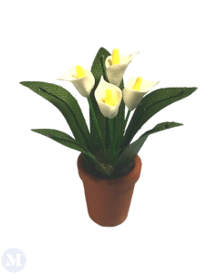 Peace Lily